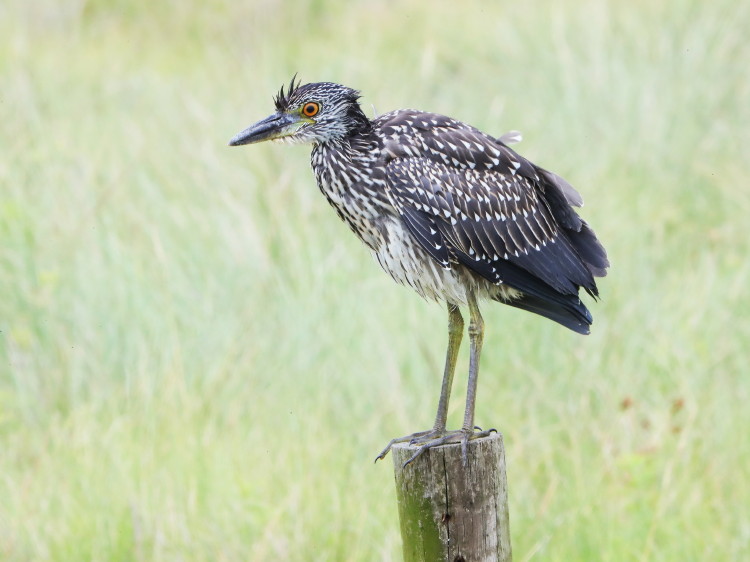 Yellow-crowned Night-Heron