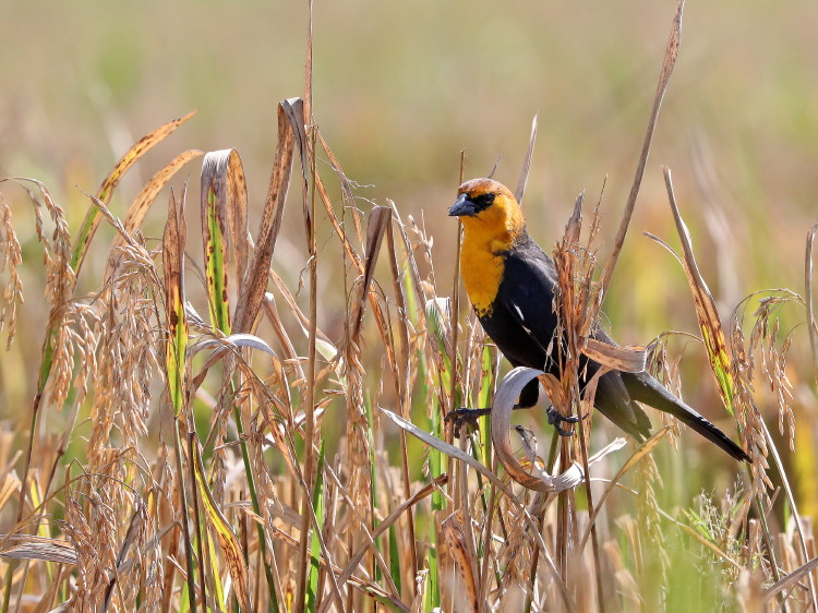 Yellow-headed Blackbird