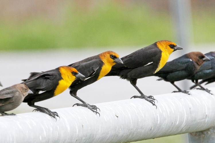 Yellow-headed Blackbird