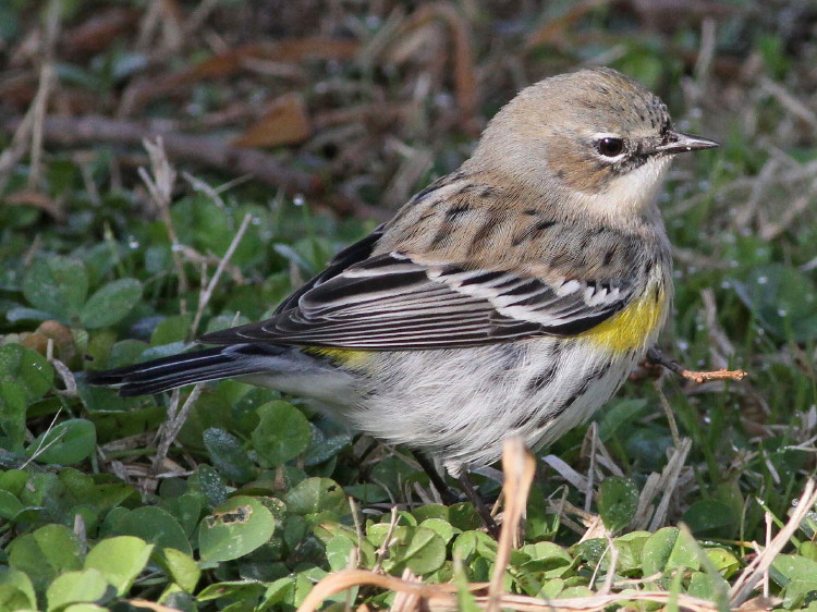 Yellow-rumped Warbler