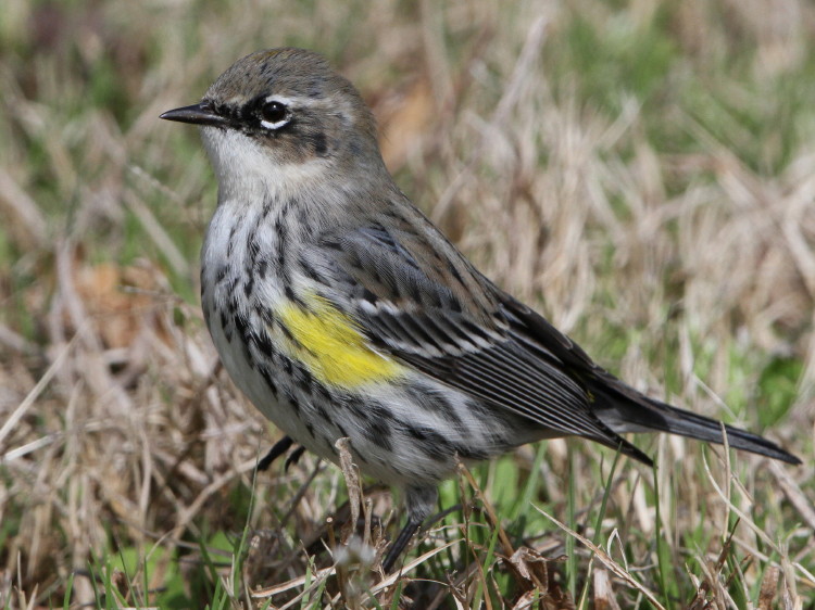 Yellow-rumped Warbler