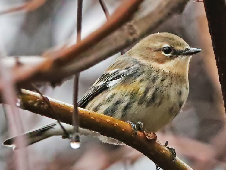 Yellow-rumped Warbler