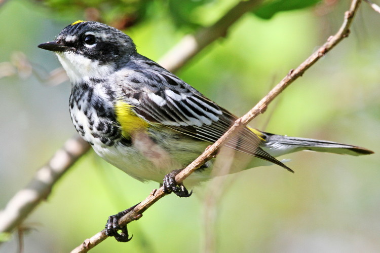 Yellow-rumped Warbler