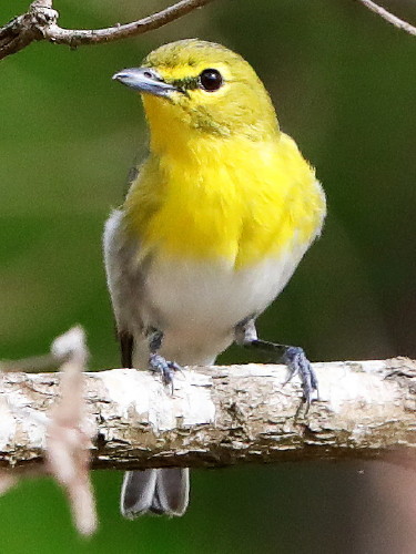 Yellow-throated Vireo