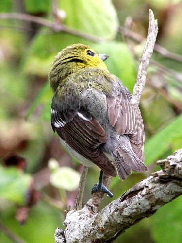 Yellow-throated Vireo
