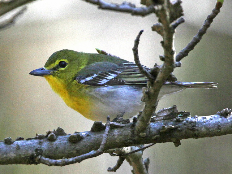Yellow-throated Vireo