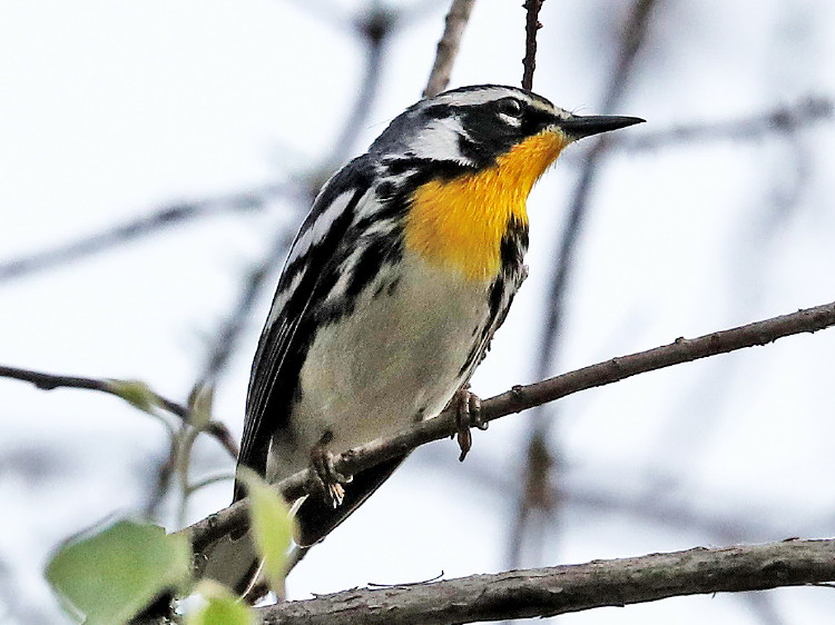 Yellow-throated Warbler