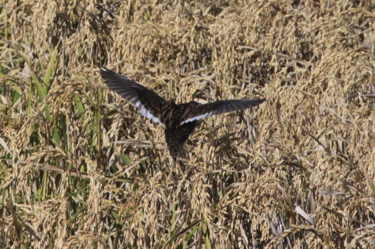 Yellow Rail