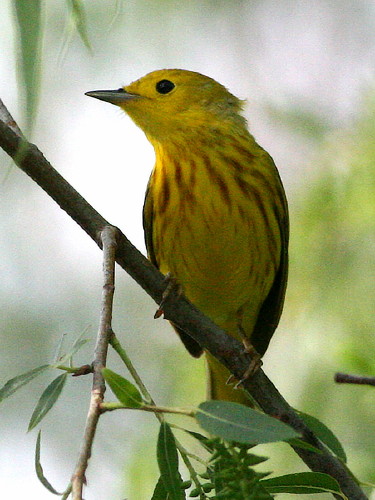 Yellow Warbler