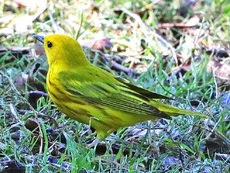 Yellow Warbler