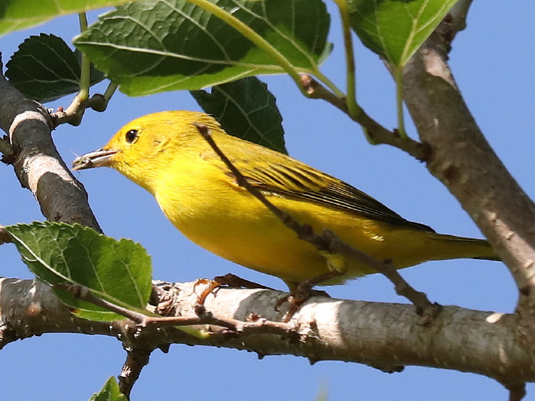 Yellow Warbler