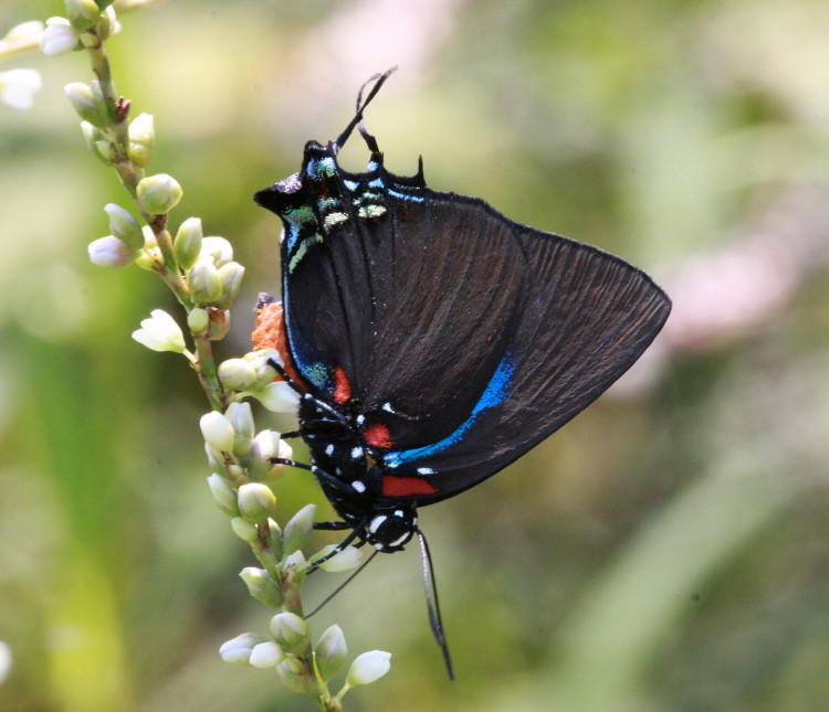 Great Purple Hairstreak (male)