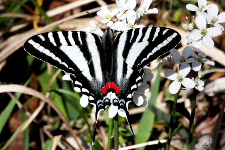 Zebra Swallowtail