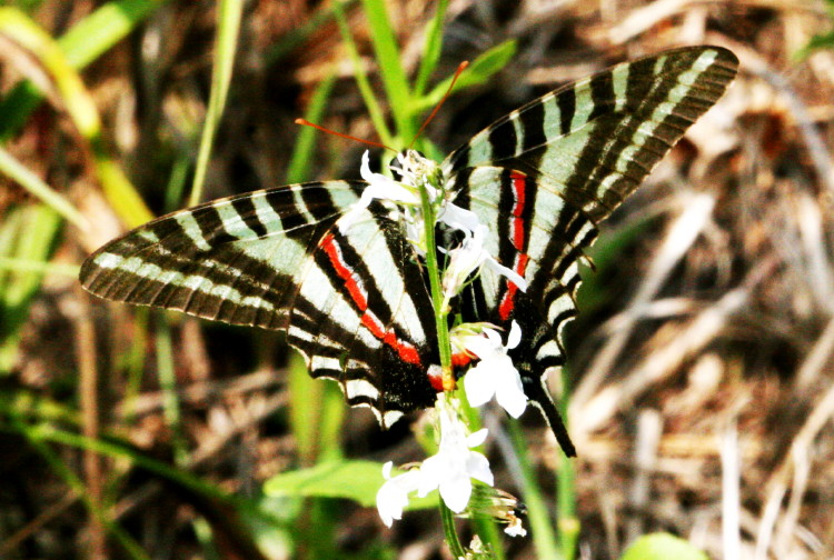 Zebra Swallowtail