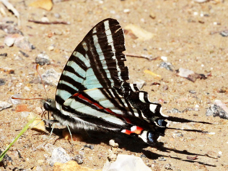 Zebra Swallowtail