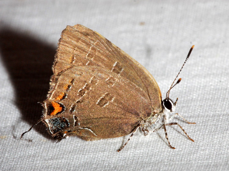 Banded Hairstreak
