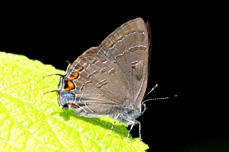 Banded Hairstreak