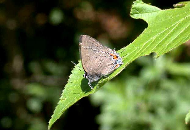 Banded Hairstreak