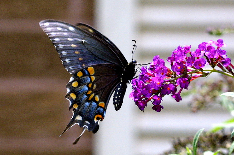 Black Swallowtail