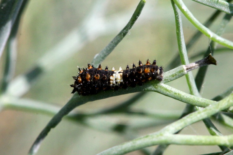 Black Swallowtail Caterpillar