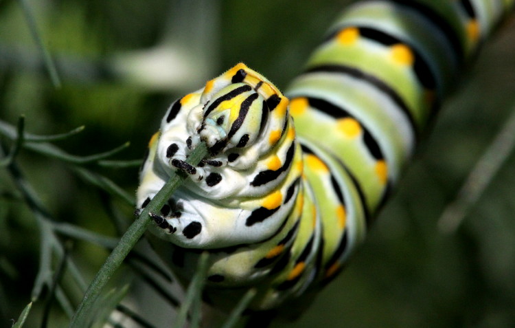 Black Swallowtail Caterpillar