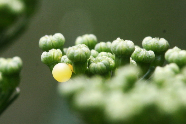 Black Swallowtail Egg