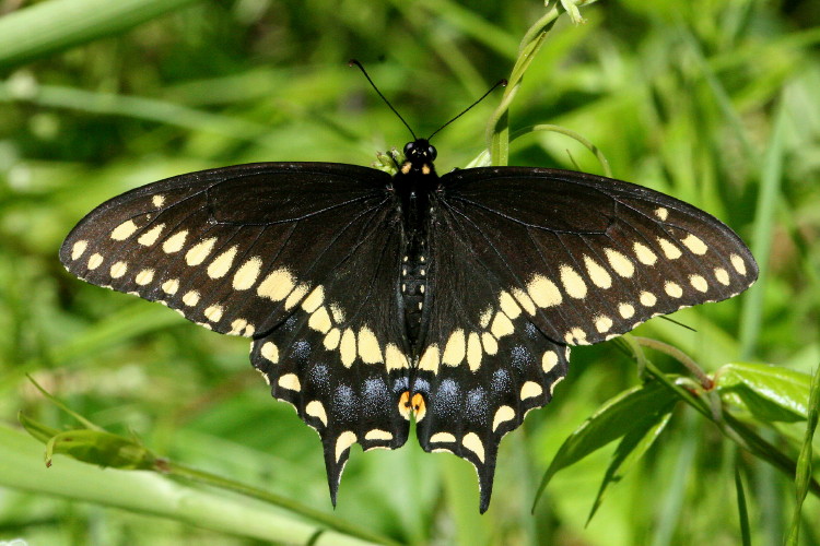 Black Swallowtail