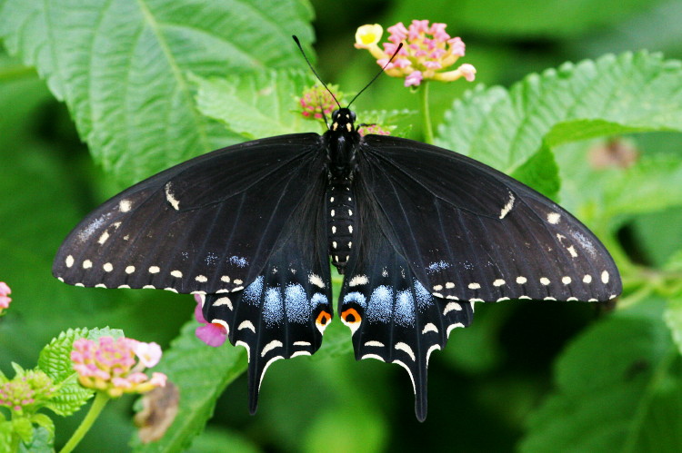 Black Swallowtail