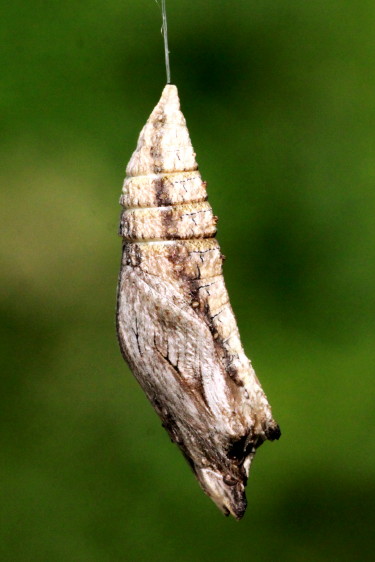 Black Swallowtail Chrysalis