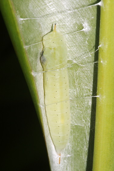 Brazilian Skipper Chrysalis