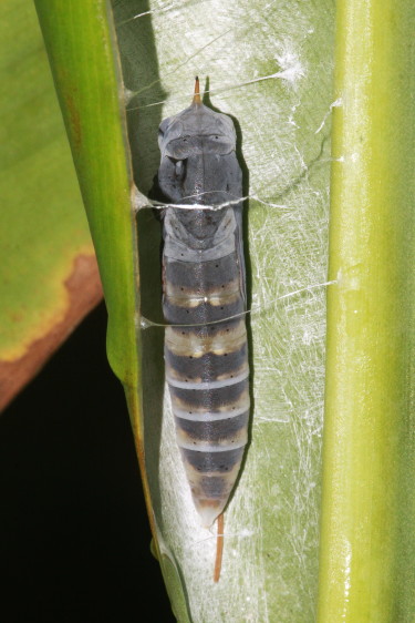 Brazilian Skipper Chrysalis