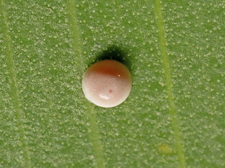 Brazilian Skippper Egg