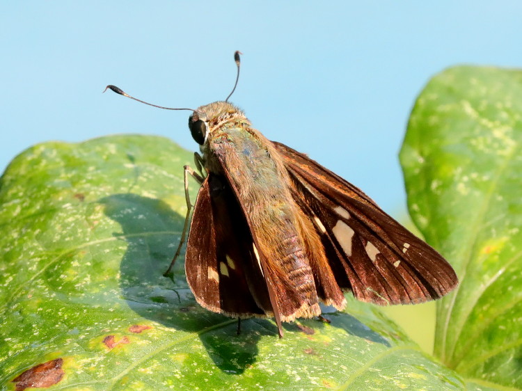 Brazilian Skipper