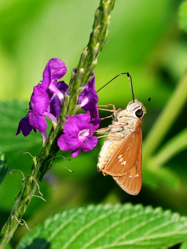 Brazilian Skipper