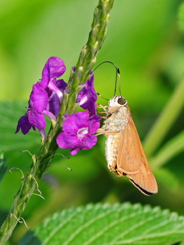 Brazilian Skipper