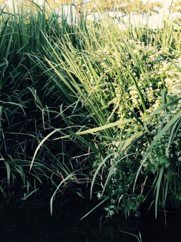 Broad-winged Skipper Habitat
