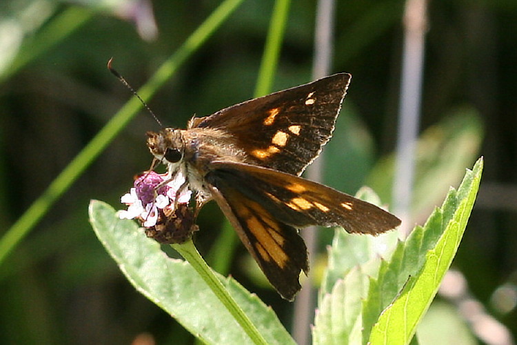 Broad-winged Skipper