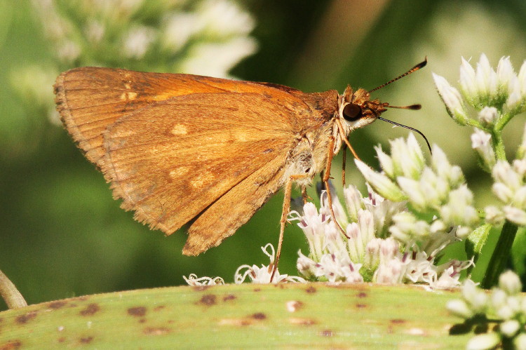 Broad-winged Skipper