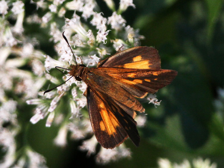 Broad-winged Skipper