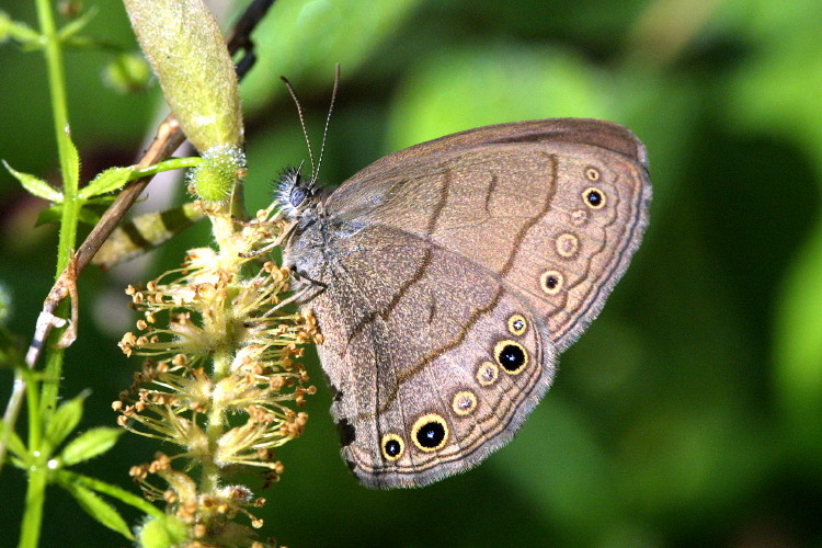 Carolina Satyir