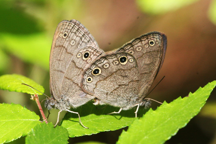 Carolina Satyr