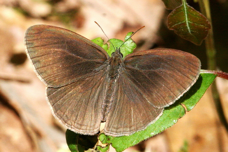 Carolina Satyr