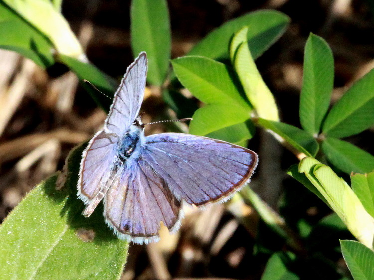 Ceraunus Blue