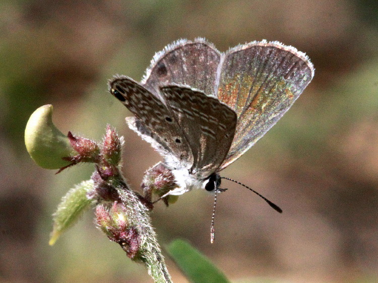 Ceraunus Blue