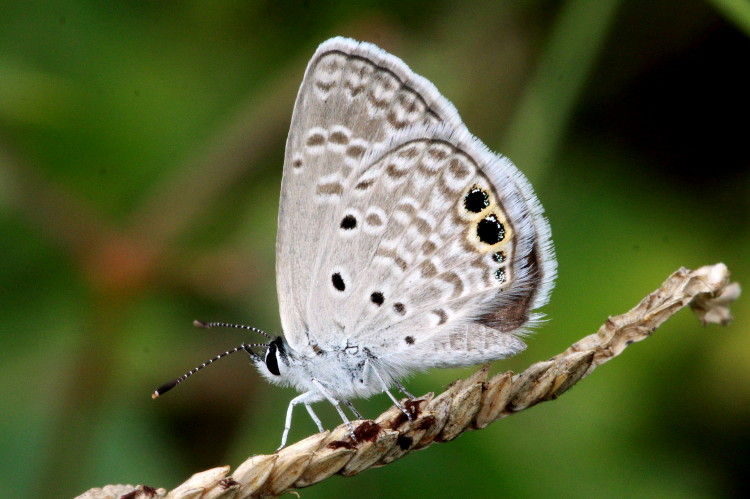 Ceraunus Blue