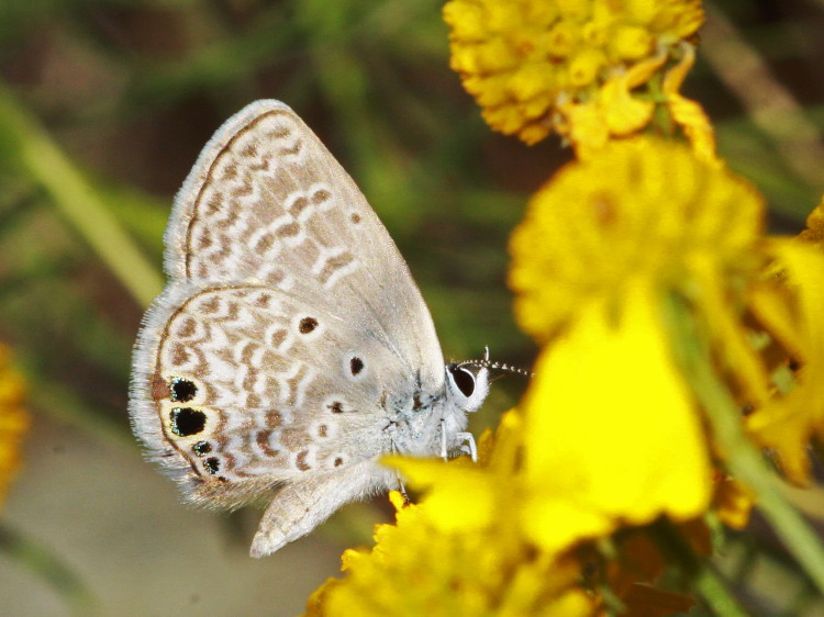 Ceraunus Blue