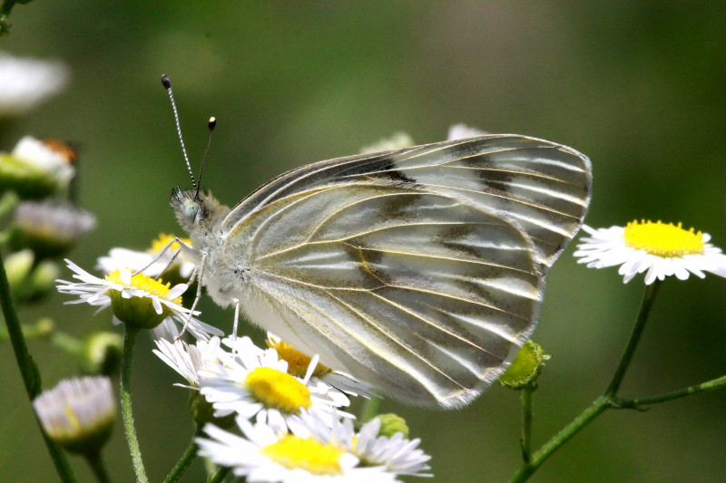 Checkered White