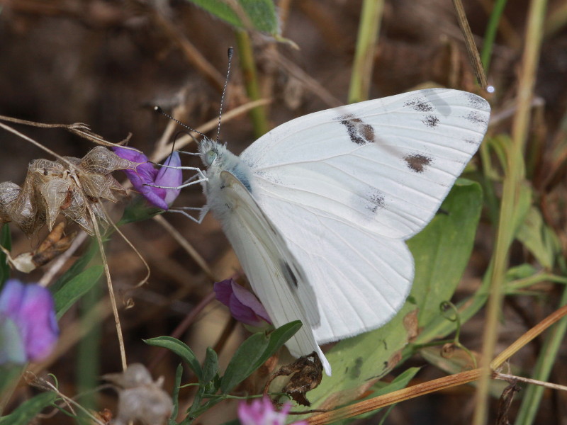 Checkered White