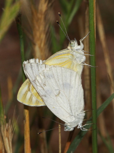 Checkered White