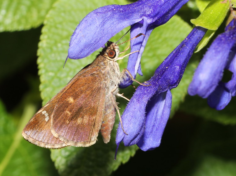 Clouded Skipper